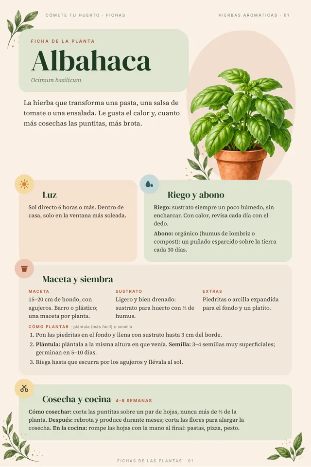 Ficha de la albahaca: luz, riego y abono, maceta y siembra, cosecha y cocina